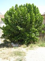 프로방스에 있는 뽕나무.