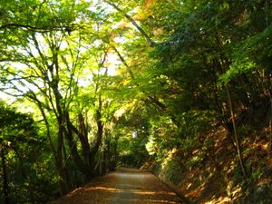 가스가야마 원시림