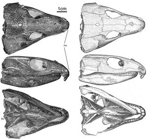 Captorhinus kierani의 두개골