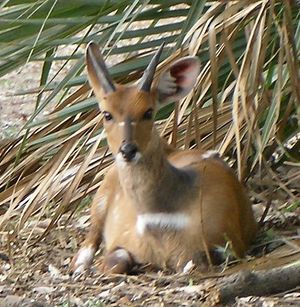 어린 수컷 임팔라