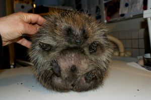 풍선 증후군으로 고통받는 고슴도치