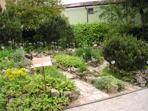 이탈리아 파도바 식물원의 알피늄