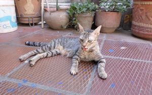 헐떡이는 고양이