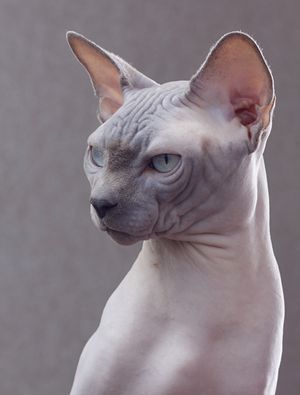 털 없는 고양이는 종종 수염 없이 태어난다