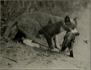 아메리카울새를 잡은 야생화된 고양이. 포부시의 책(1916년)에 수록된 사진.