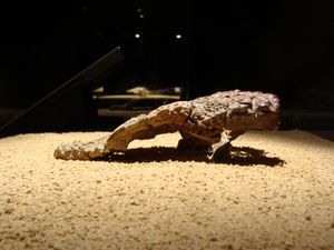 두개골 지붕, 측면도