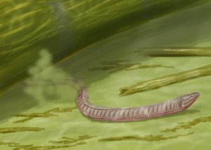 아델로스폰딜리의 일종인 아델로스폰딜루스( Adelospondylus)