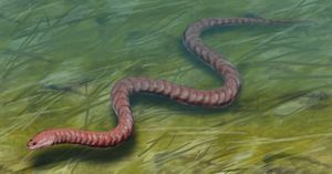 아이스토포다(Aïstopoda)의 일종인 오피데르페톤( Ophiderpeton)