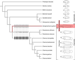 다른 가물치류와의 관계를 나타내는 분기도, A. gollum