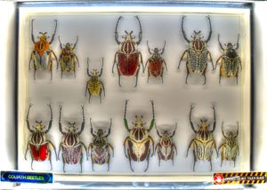 골리앗꽃무지 컬렉션