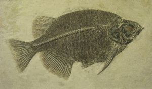 멸종된 Phareodontinae 아과의 대표적인 구성원 Phareodus testis