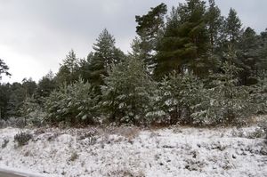 알토 레이 산맥의 눈 덮인 소나무 숲