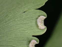 고사리속에 특징적인 가짜 포막. 잎 가장자리가 말려 포자낭군을 덮고 있다.