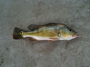 싱가포르에서 잡힌 공작농어