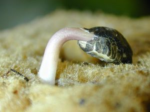 땅에서 나오는 쌍자엽 묘목은 어두운 조건에 대한 반응으로 정단 갈고리(이 경우 하배축)를 나타낸다.