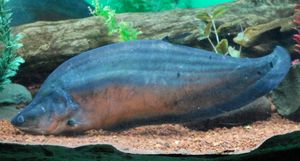 수족관에 있는 개체의 하부 뒷부분(꼬리 쪽)에 있는 작고 눈알 모양의 반점이 성어에게서 흔히 나타나는 모습