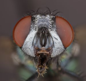 머리 부분의 매크로 이미지