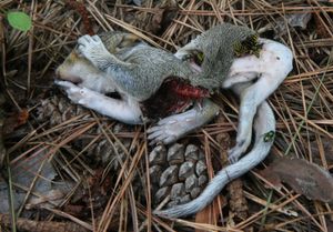 다람쥐 시체 (오른쪽 하단의 L. sericata)
