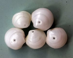 Divaricella quadrisulcata showing Naticid predation holes