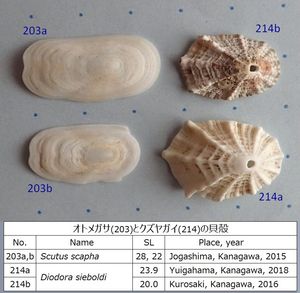 오토메가사와 쿠즈야가이의 껍질