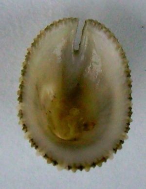 Emerginula striatula, 뉴질랜드산, 내면