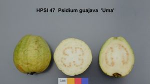 P. guajava 열매