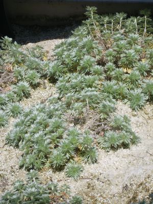 인천대공원 환경미래관 화단에서(2008년 5월)