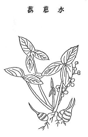 1639년 농정전서(農政全書) 판본의 구황본초(救荒本草) 삽화, 수자고(水慈菇) 또는 검은머리 식물 그림
