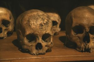 박물관 초창기의 해골 컬렉션.