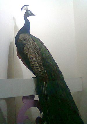 인도의 동물들을 대표하는 전시물인 박제된 공작새