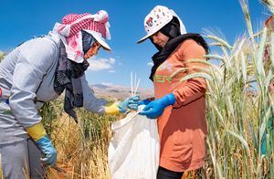 레바논 베카 계곡에 위치한 ICARDA의 테르볼(Terbol) 스테이션 근처, 베이루트 아메리카 대학교 AREC 스테이션에서 종자 재생 작물로 밀을 수확하는 모습