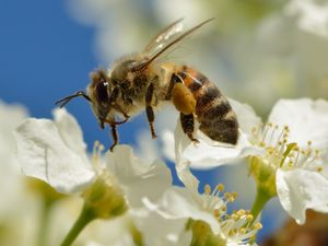 벌이 귀룽나무 꽃에서 수분하고 있다.