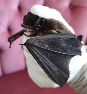 굴드아랫볏박쥐