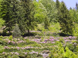 귀뮈샤네의 오륌제크 숲