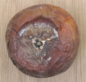 골드레이넷 사과에 나타난 Botryotinia fuckeliana