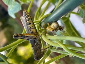 뒷다리의 경골을 따라 가시가 보이는 두 마리의 차등 메뚜기