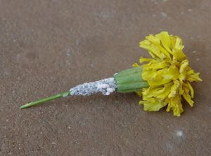 매리골드를 뒤덮은 귤가루깍지벌레