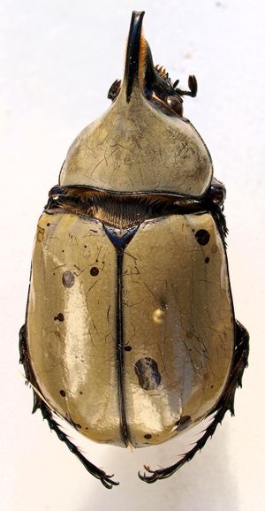 수컷 그랜트왕장수풍뎅이