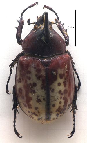 수컷 다이너스티스 힐루스