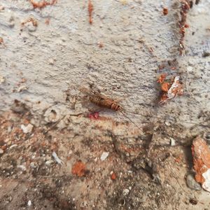 희시무르귀뚜라미