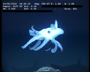 m}} (가이아나) 해역에서 발견된 그림포테우티스