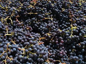 그르나쉬 포도