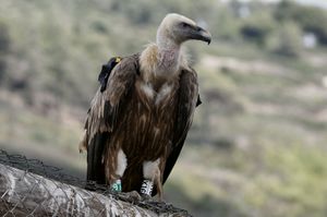카멜 산의 하이-바르 보호 구역에 있는 그리폰 독수리