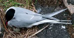 알을 품고 있는 독일 슐레스비히홀슈타인