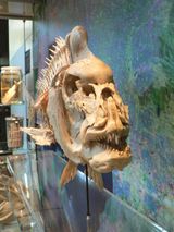 1893년 오스트레일리아 빅토리아주 프랭크스톤에서 잡힌 대형 도미