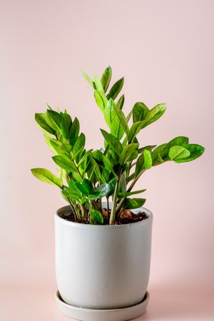 회색 화분에 있는 자미오쿨카스 자미폴리아 ‘Chameleon’