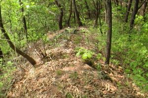 백제 금현성 토축