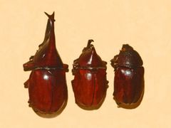 기드온장수풍뎅이(Xylotrupes gideon), 수컷과 암컷. 박물관 표본