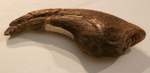 모식 표본의 손톱