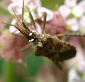 기생파리과 알 (아마도 Trichopoda pennipes) Leptoglossus occidentalis 위에